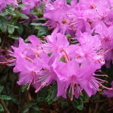 Dwarf Rhododendron Blue Silver