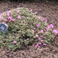 Dwarf Rhododendron calostrotum keleticum  AGM