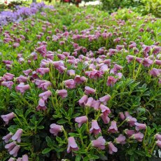 Dwarf Rhododendron campylogynum Myrtilloides AGM