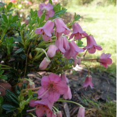 Dwarf Rhododendron campylogynum Myrtilloides AGM