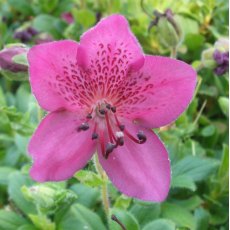 Dwarf Rhododendron camtschaticum