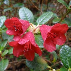 Dwarf Rhododendron Carmen AGM