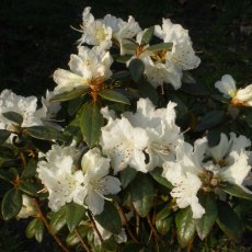 Dwarf Rhododendron Cream Crest