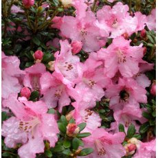 Dwarf Rhododendron dendrocharis