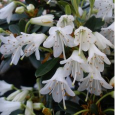 Dwarf Rhododendron Egret  AGM