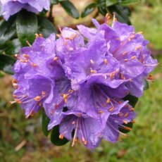 Dwarf Rhododendron Gristede  AGM