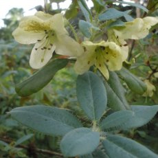 Dwarf Rhododendron lepidostylum Dwarf Rhododendron lepidostylum