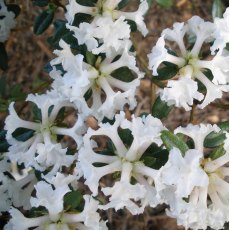 Dwarf Rhododendron Maricee