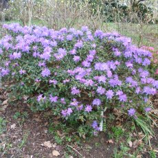 Dwarf Rhododendron Night Sky AGM