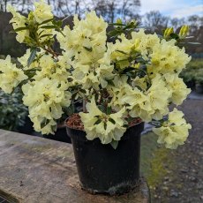 Dwarf Rhododendron Peter Bee