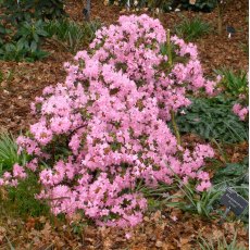 Dwarf Rhododendron Pintail