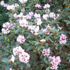 Dwarf Rhododendron primuliflorum 'Doker La' AGM
