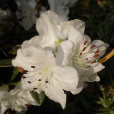 Dwarf Rhododendron Ptarmigan  AGM