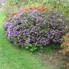 Dwarf Rhododendron Ramapo  AGM