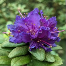 Dwarf Rhododendron russatum (Blue Black form)  AGM