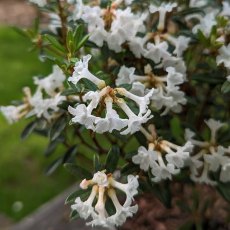 Dwarf Rhododendron Sarled  AGM