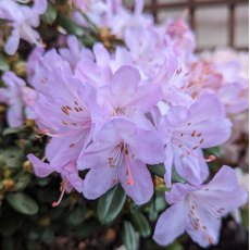 Dwarf Rhododendron Snipe