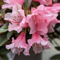 Dwarf Rhododendron Wee Bee AGM