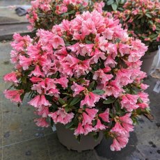 Dwarf Rhododendron Wee Bee AGM