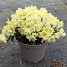 Dwarf Rhododendron Wren AGM