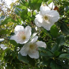 Eucryphia nymansensis Nymansay AGM
