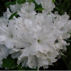 Evergreen Azalea Arctic Fox