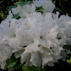 Evergreen Azalea Arctic Fox