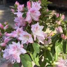 Evergreen Azalea Azuma-kagami