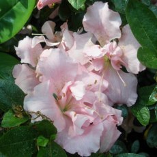 Evergreen Azalea Betty Anne Voss