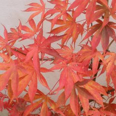 Acer palmatum 'Osakazuki'  AGM