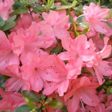 Evergreen Azalea Blaauw's Pink  AGM