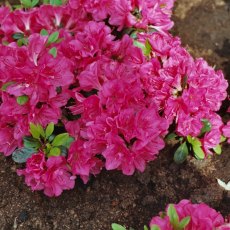 Evergreen Azalea Canzonetta  AGM