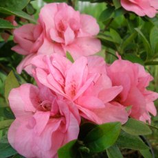 Evergreen Azalea Edna Bee