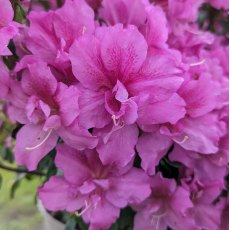 Evergreen Azalea Flower Arranger