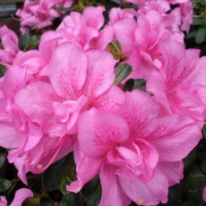 Evergreen Azalea Flower Arranger