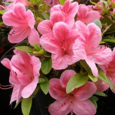 Evergreen Azalea Gaiety