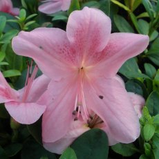 Evergreen Azalea Gaiety