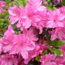 Evergreen Azalea Geisha Purple