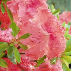 Evergreen Azalea General Wavell