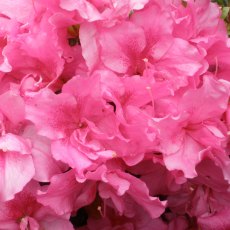 Evergreen Azalea George Hyde Evergreen Azalea George Hyde