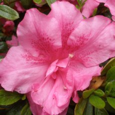 Evergreen Azalea George Hyde Evergreen Azalea George Hyde
