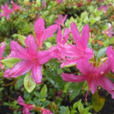 Evergreen Azalea Hatsu-giri