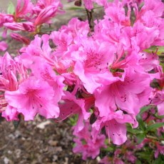 Evergreen Azalea Herbert