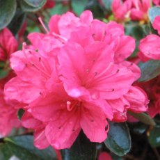 Evergreen Azalea Hino Crimson  AGM