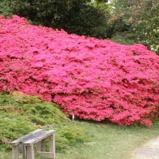 Evergreen Azalea Hinodegiri