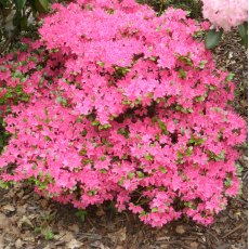 Evergreen Azalea Kermesina