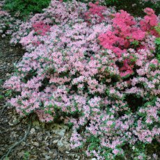 Evergreen Azalea Kermesina Rose AGM