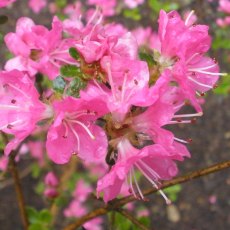 Evergreen Azalea kiusianum 'Hillier's Pink' AGM