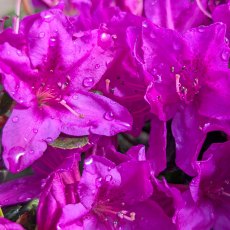 Evergreen Azalea Lady Dark