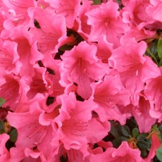 Evergreen Azalea Lemur AGM